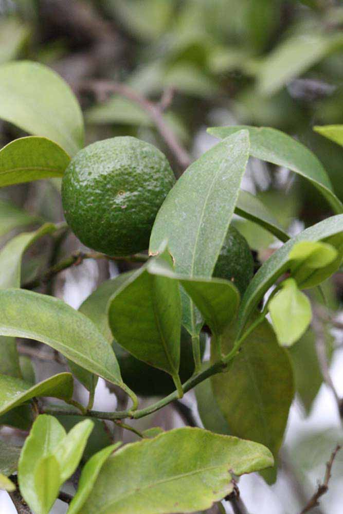              Shade leaves (Riverside, CA)       